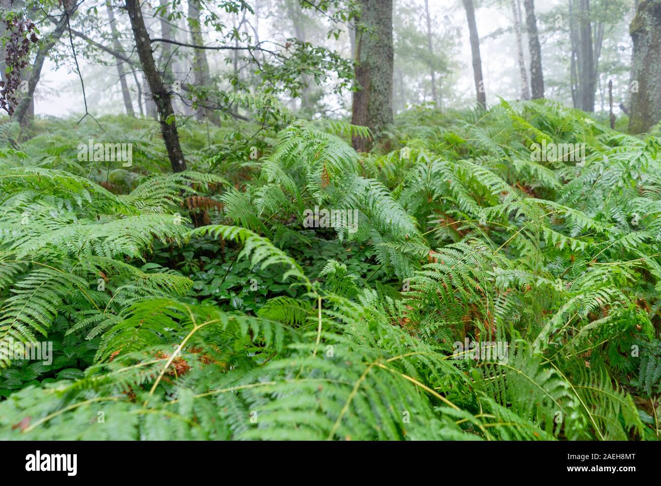 Foggy forest early in the morning Stock Photo - Alamy