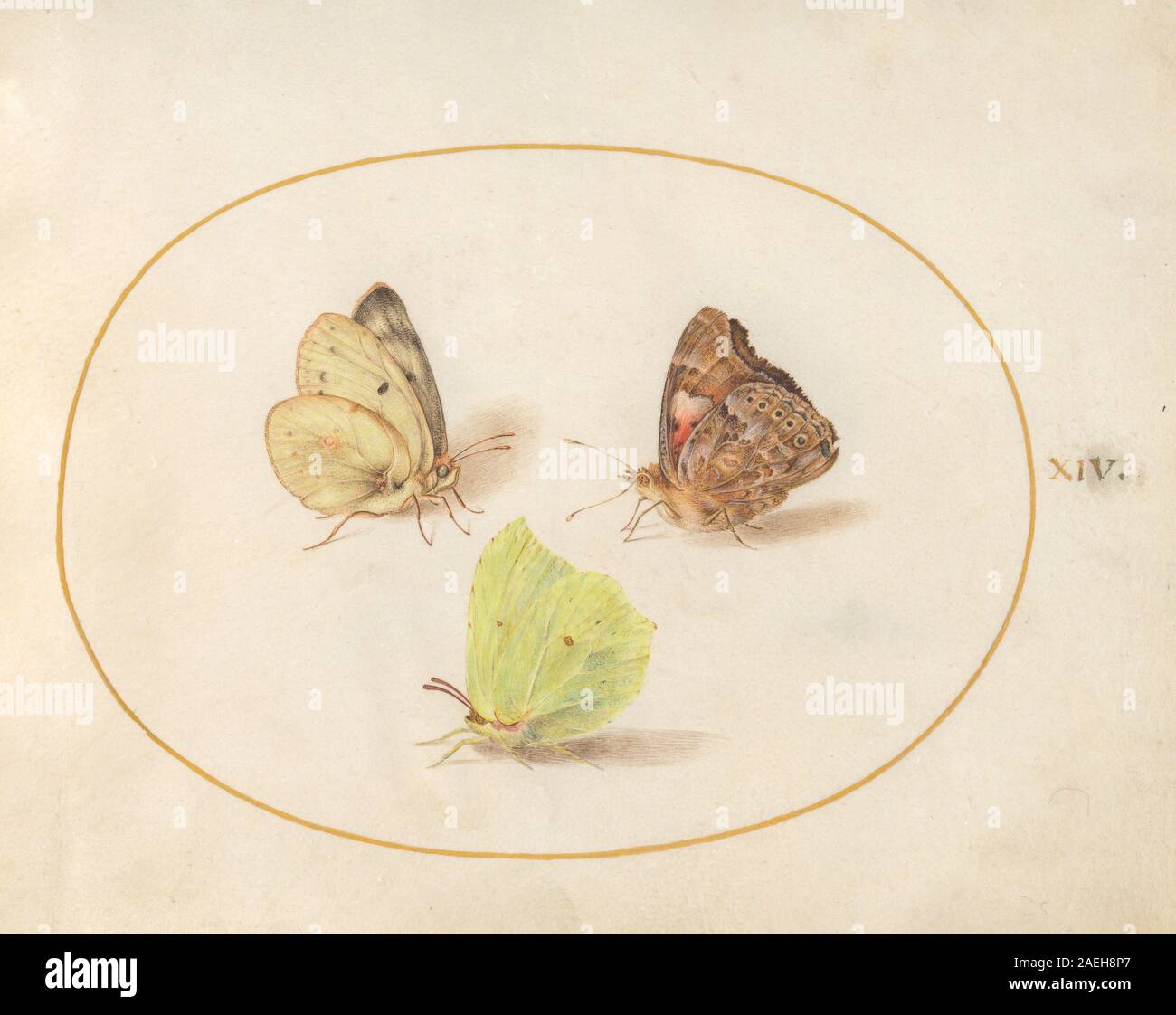 Plate XIV from 'Animalia Rationalia et Insecta (Ignis)' by Joris ...