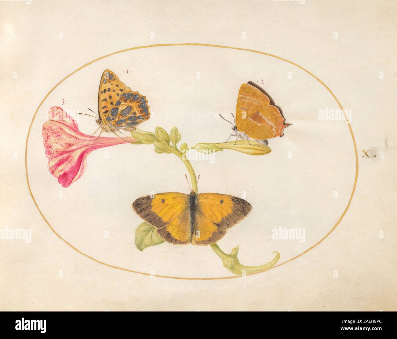 Plate X from Animalia Rationalia et Insecta (Ignis) by Joris Hoefnagel ...