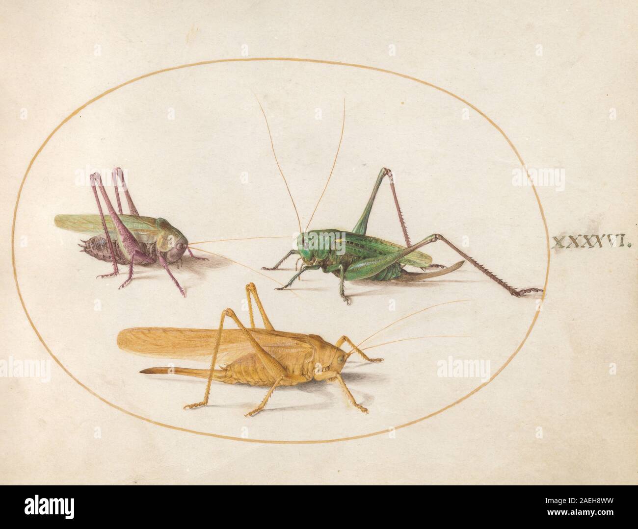 Plate XLVI from Animalia Rationalia et Insecta (Ignis) by Joris ...