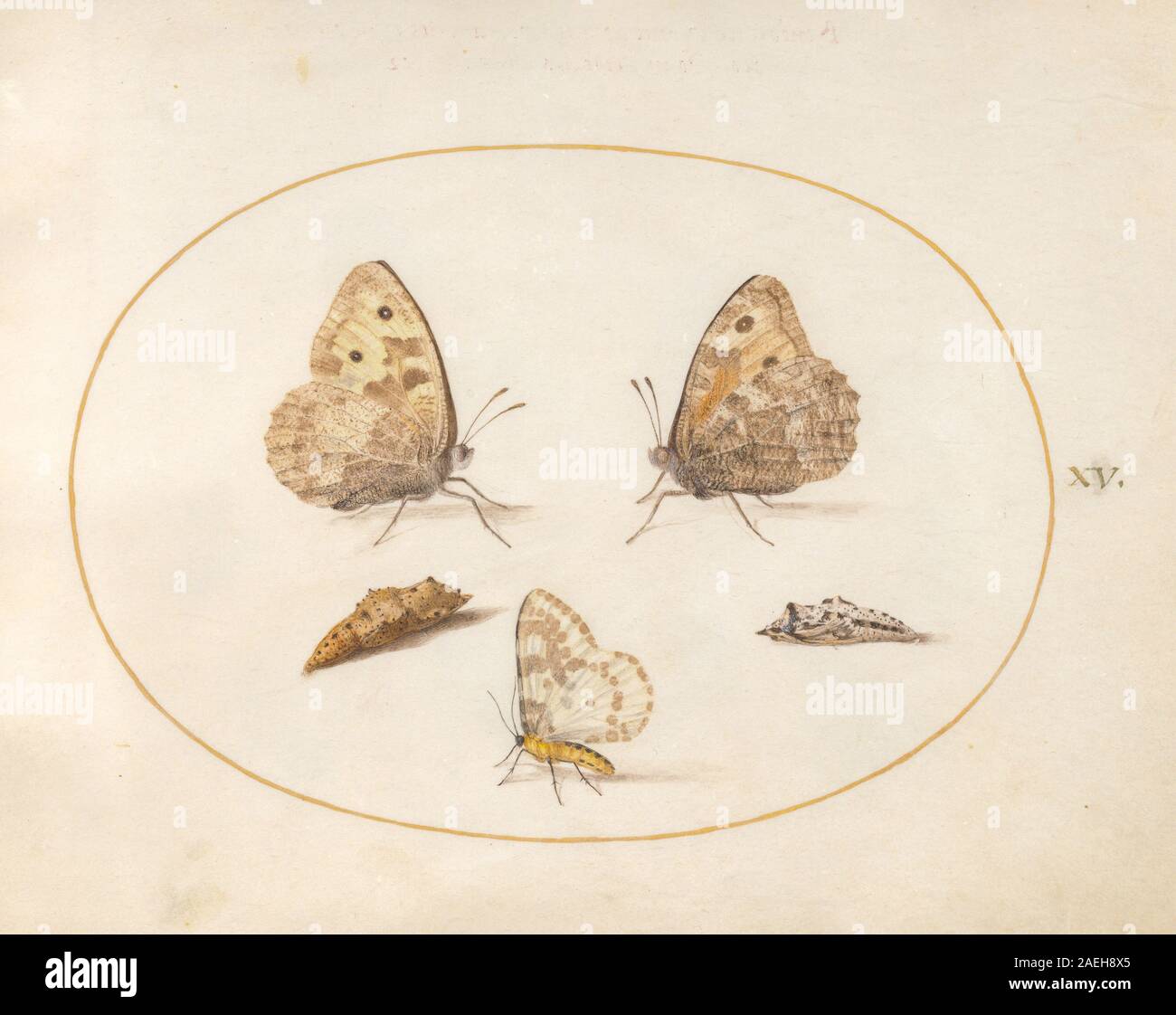 Plate XV from Animalia Rationalia et Insecta (Ignis) by Joris Hoefnagel ...