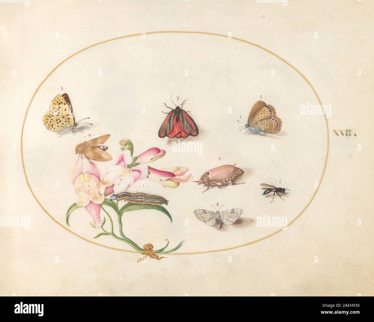 Plate XXII from Animalia Rationalia et Insecta (Ignis) by Joris ...