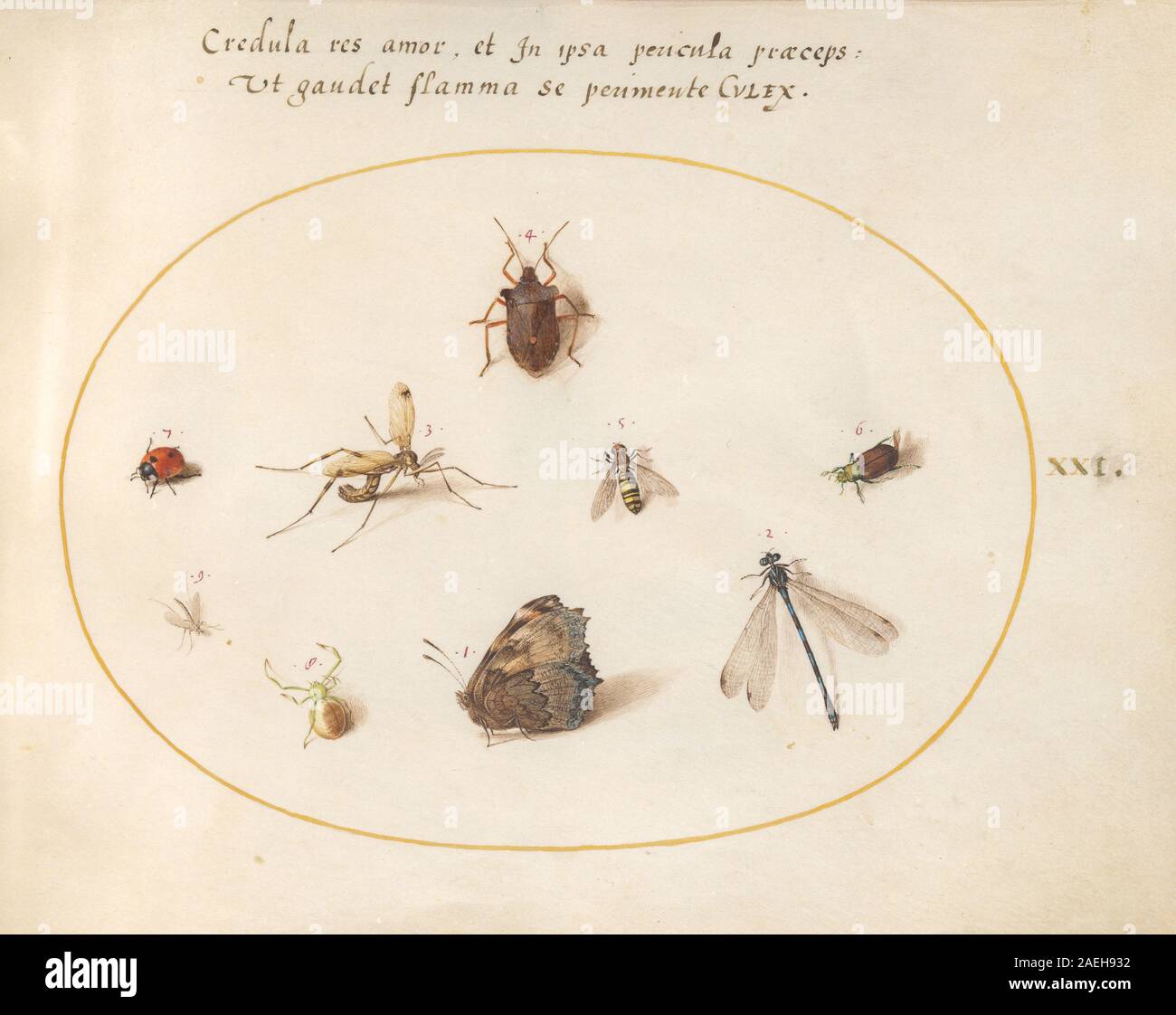 Plate XXI from Animalia Rationalia et Insecta (Ignis) by Joris ...