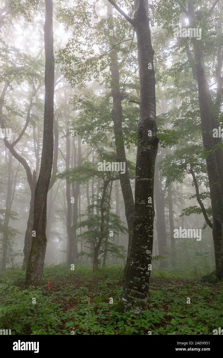 Foggy forest early in the morning Stock Photo - Alamy