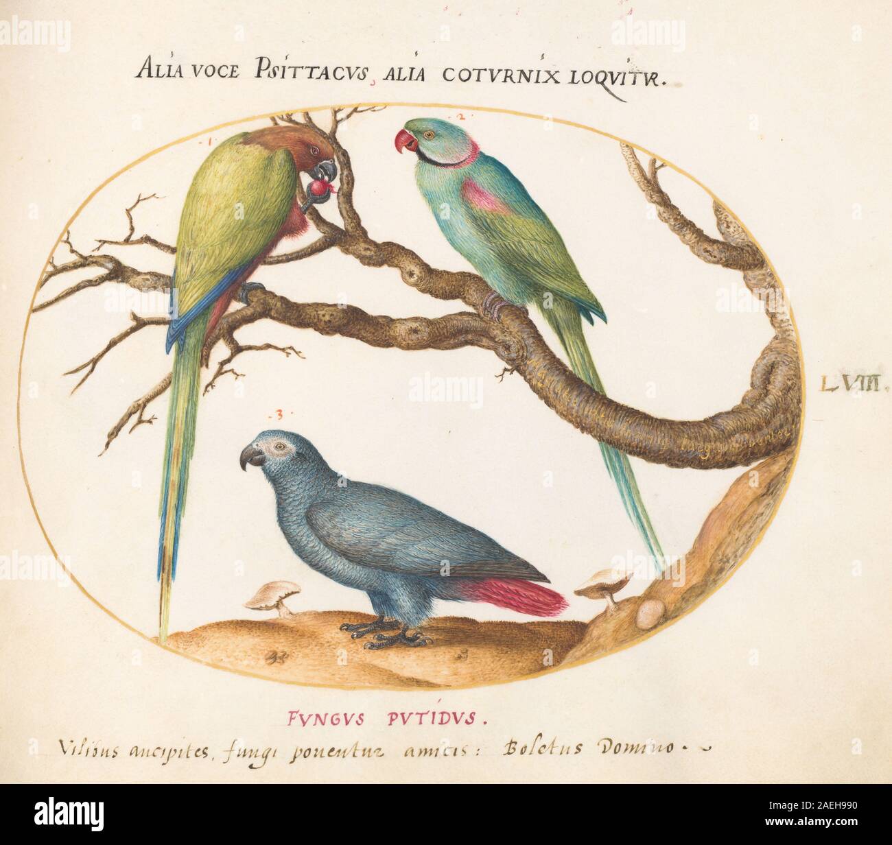 Plate LVIII from 'Animalia Volatilia et Amphibia (Aier)' by Joris ...
