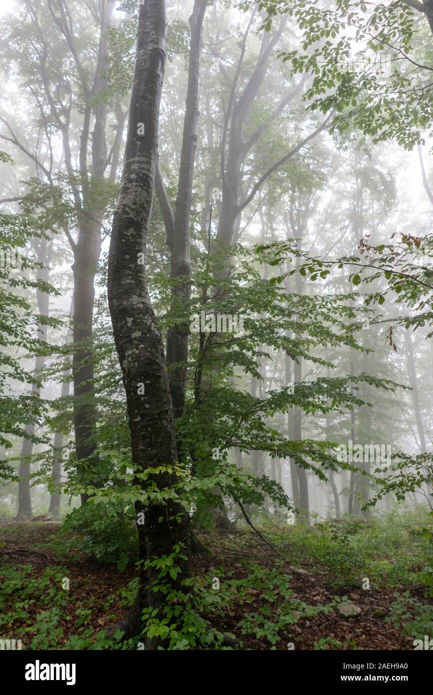 Foggy forest early in the morning Stock Photo