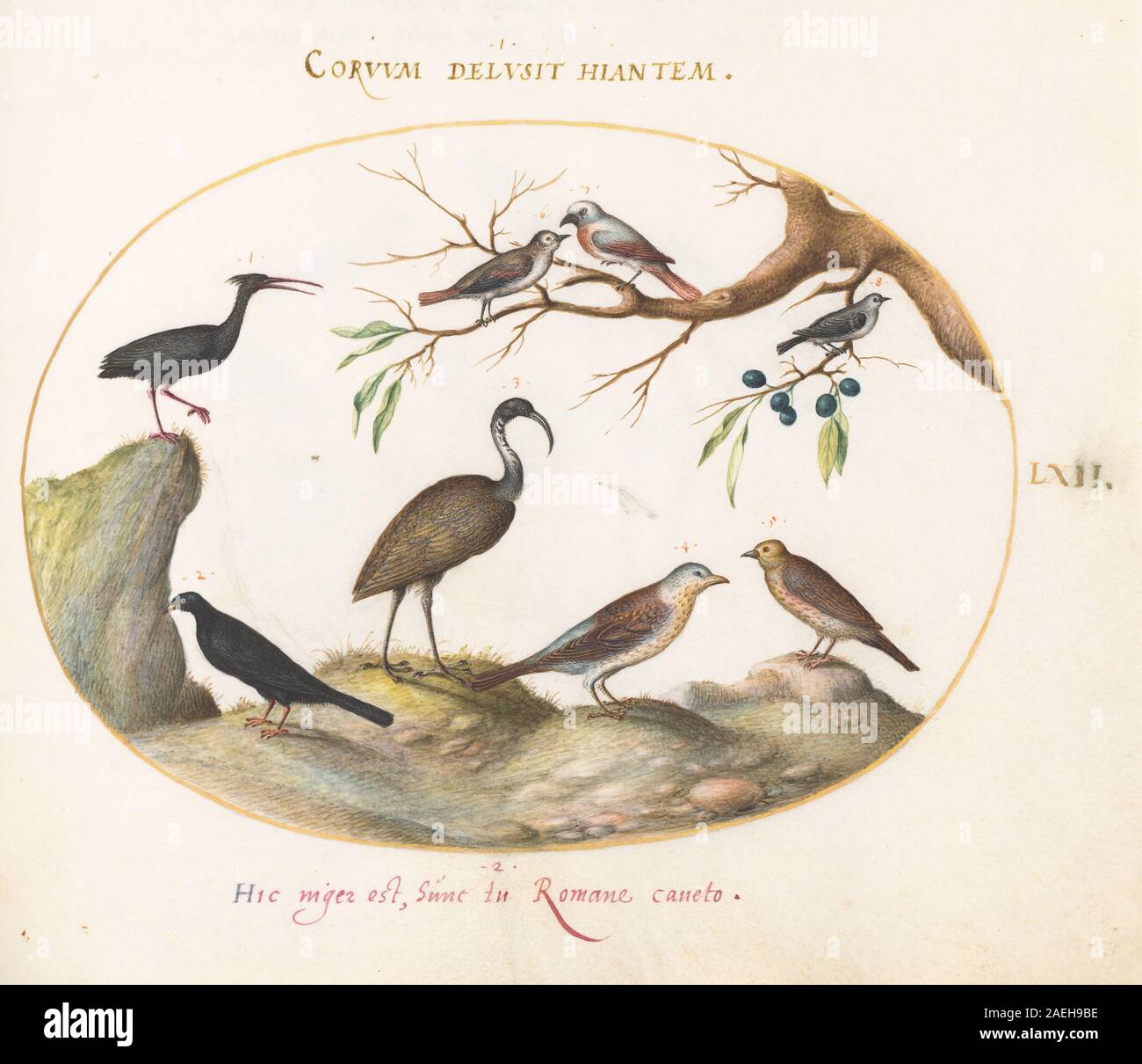 Plate LXII from Animalia Volatilia et Amphibia (Aier) by Joris ...