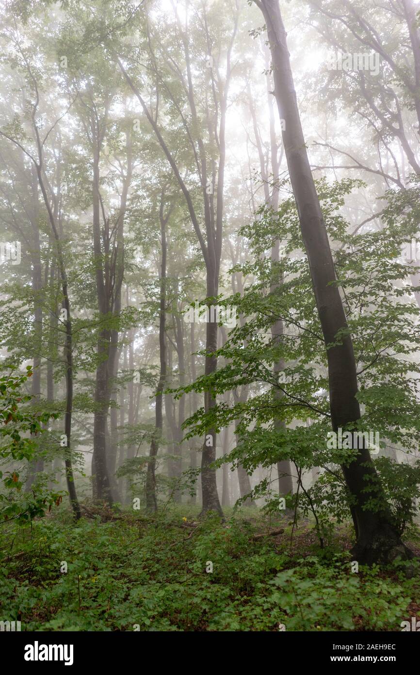 Foggy forest early in the morning Stock Photo - Alamy