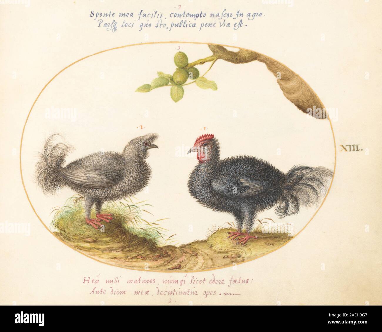 Plate XIII from Animalia Volatilia et Amphibia (Aier) by Joris ...