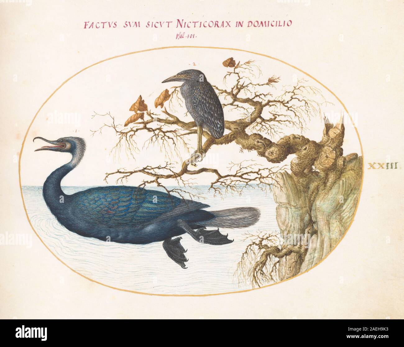 Plate XXIII from Animalia Volatilia et Amphibia (Aier) by Joris ...