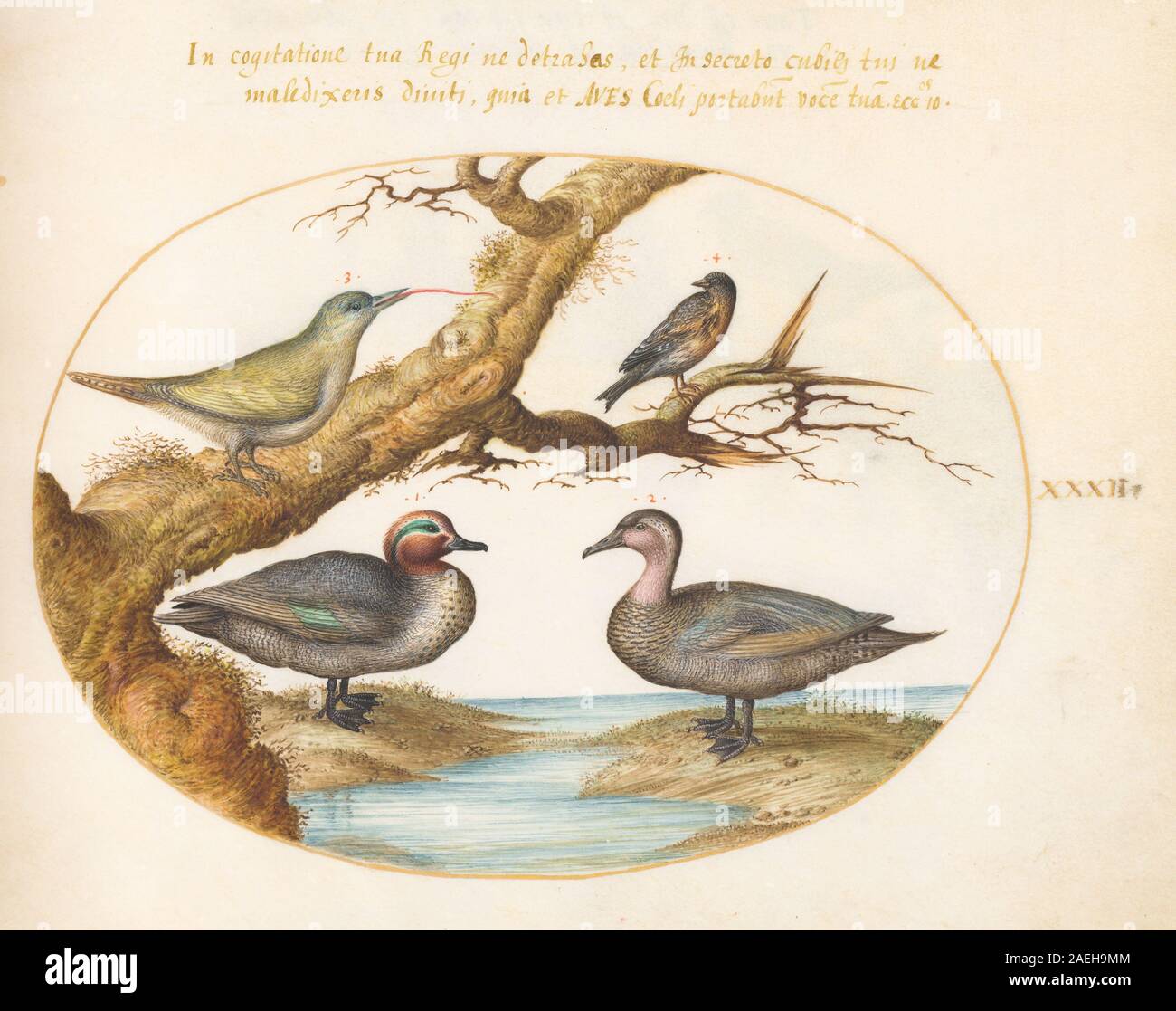 Plate XXXII from Animalia Volatilia et Amphibia (Aier) by Joris ...