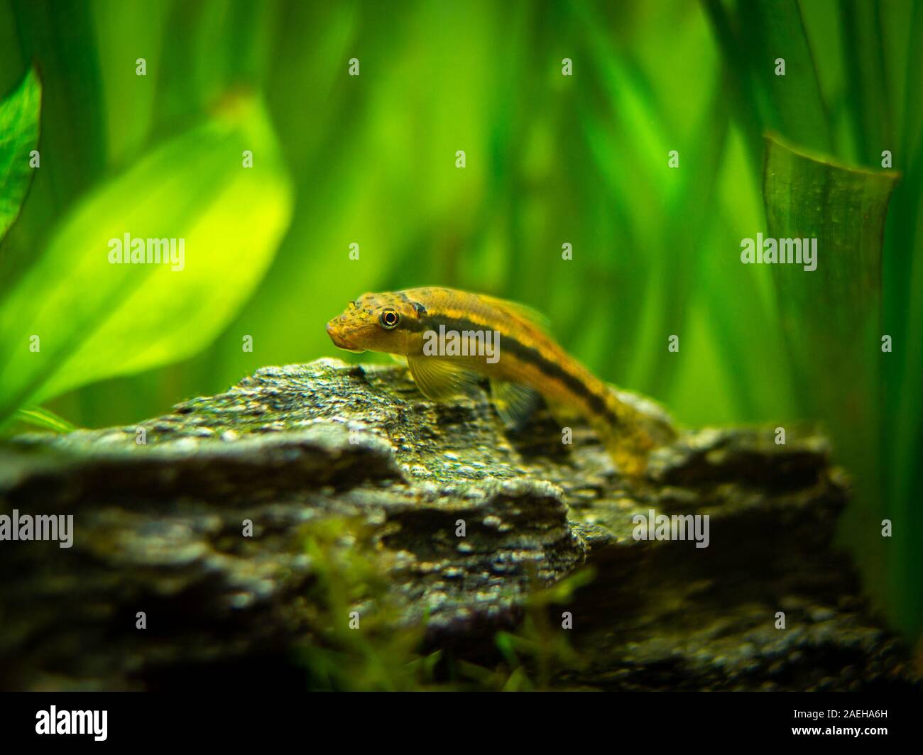 Chinese Algae Eater in fish tank (Gyrinocheilus aymonieri) Stock Photo