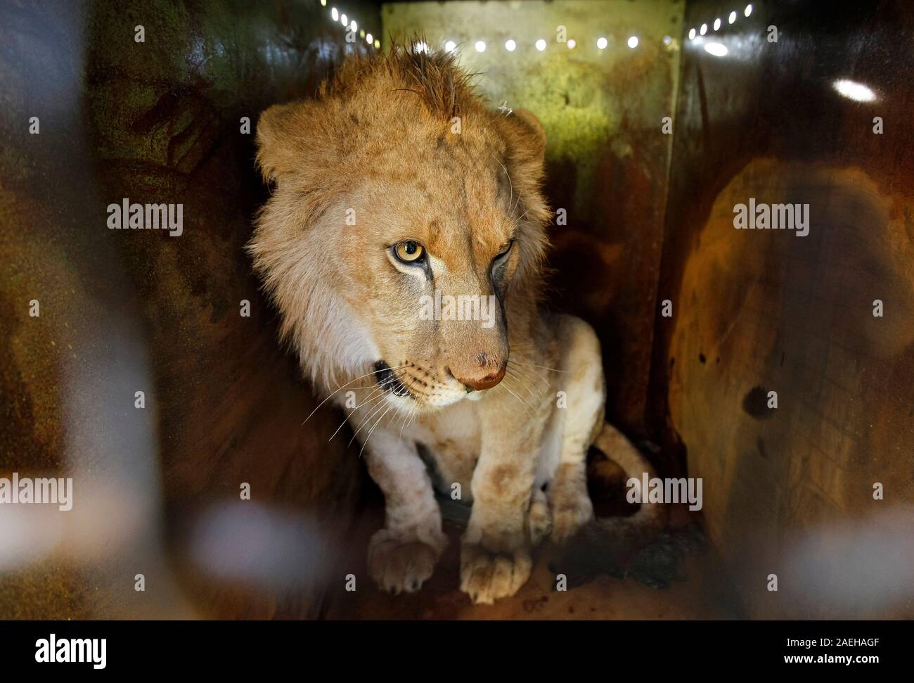 A lion cub is seen in a cargo terminal during their departure to South  Africa from the Boryspil Airport, not so far from  lion cubs free  hand over from Ukrainian the '