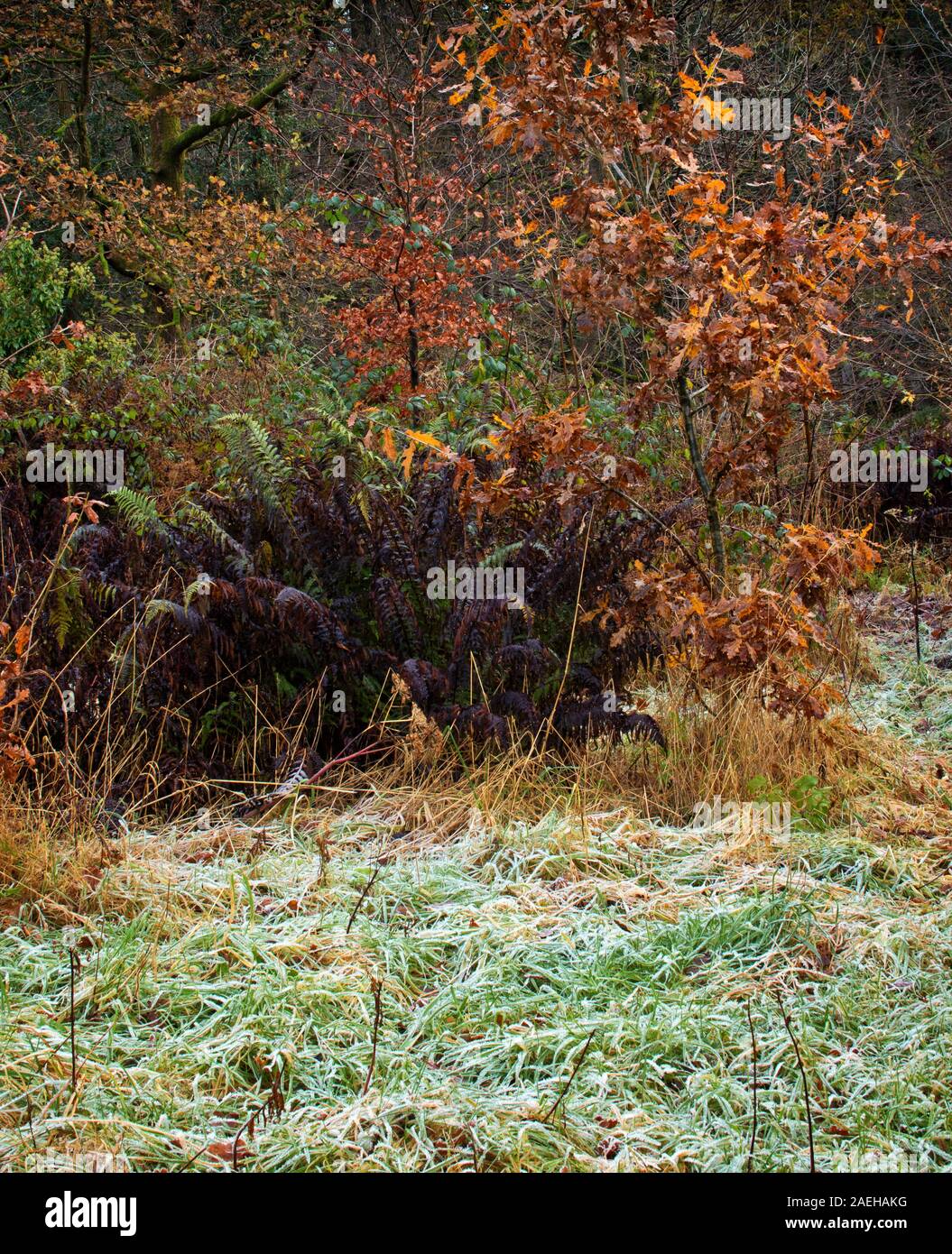 No ground frost hi-res stock photography and images - Alamy