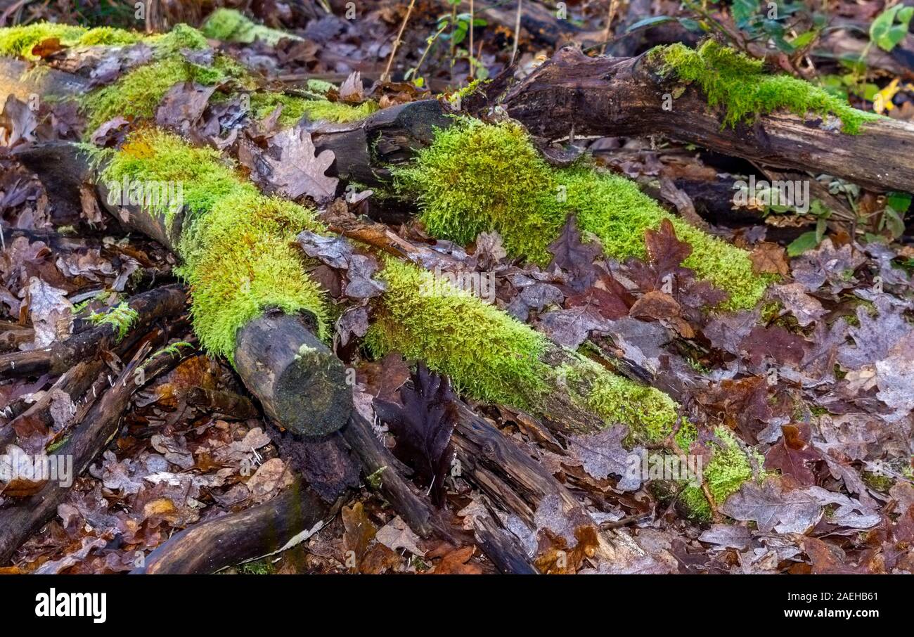 An old branch lying on a woodland floor amongst the leaf litter Stock Photo