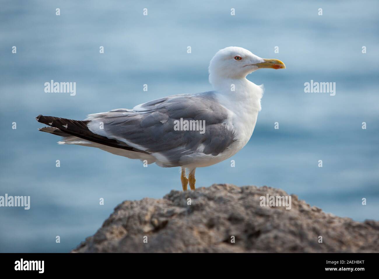 Close up view of Seagull portrait against sea shore. A white bird sitting on a rock by the beach. natural blue water background. Stock Photo