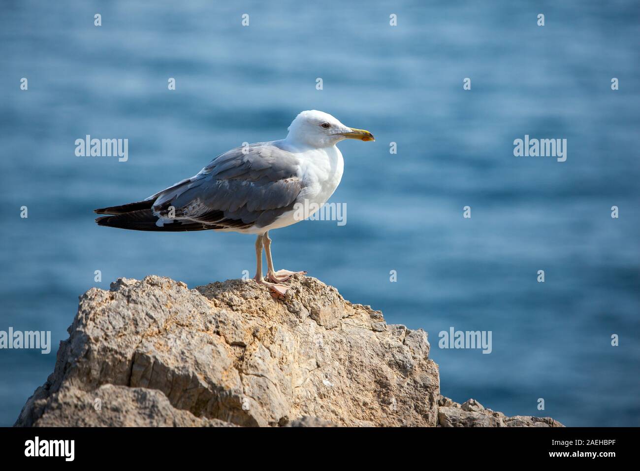 Close up view of Seagull portrait against sea shore. A white bird sitting on a rock by the beach. natural blue water background. Stock Photo