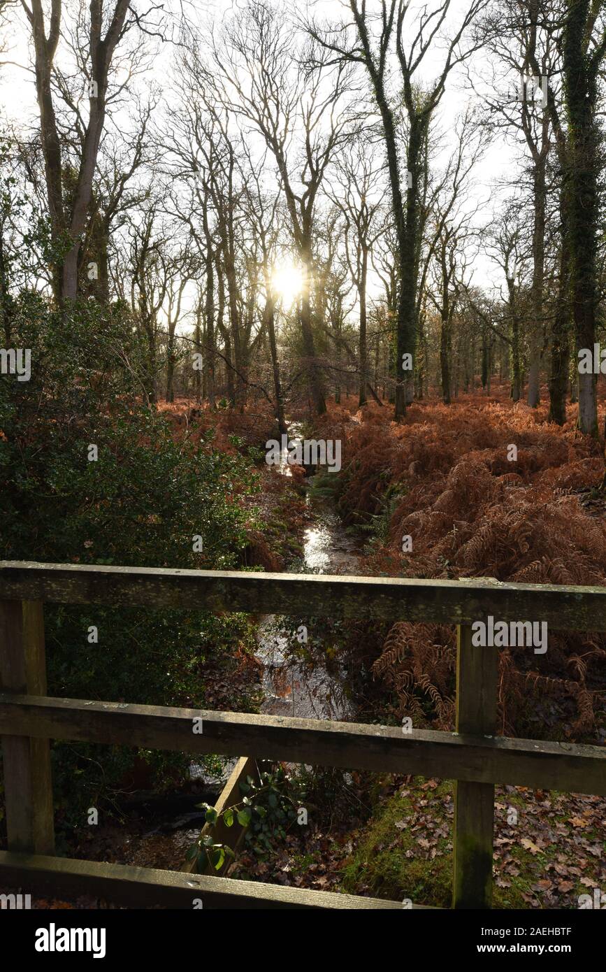 Foggy new forest scenery hi-res stock photography and images - Alamy