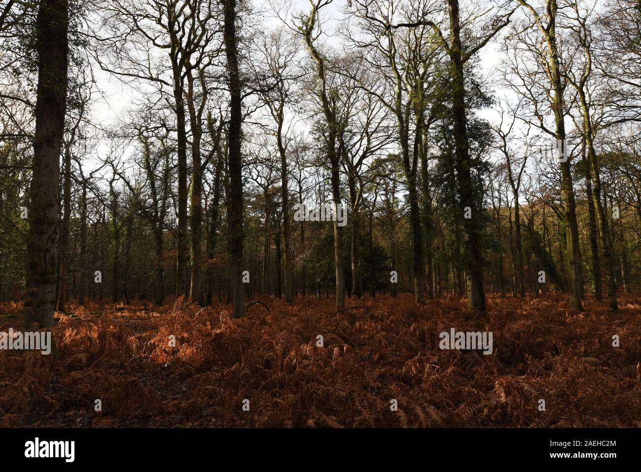 Foggy new forest scenery hi-res stock photography and images - Alamy