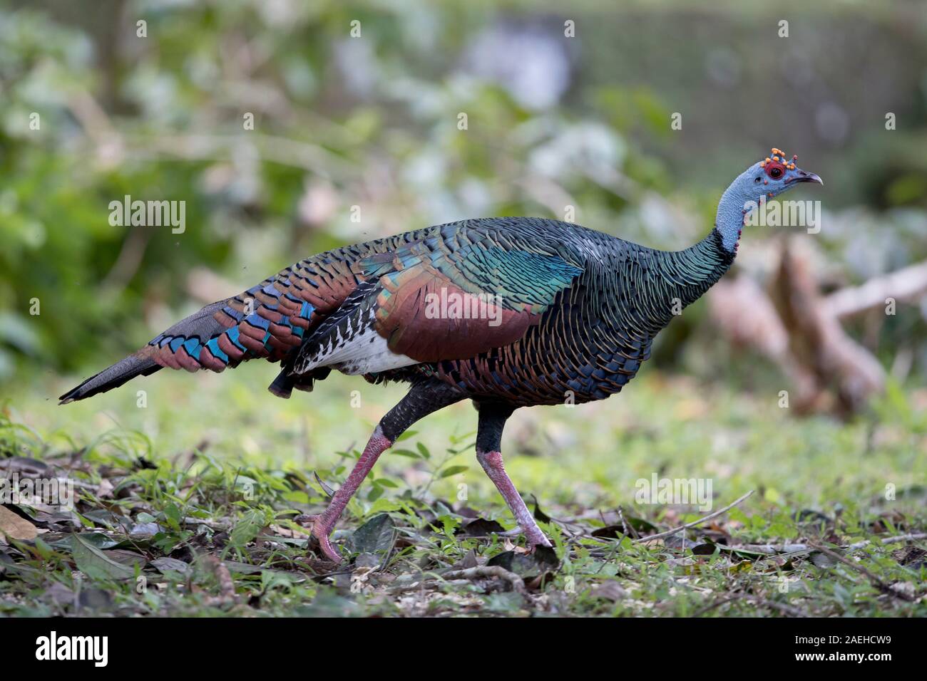 Ocellated Turkey in Peten, Guatemala Stock Photo