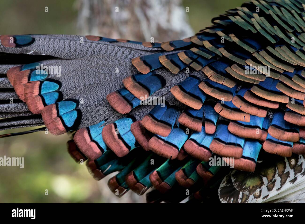 Feather details of Ocellated Turkey Stock Photo