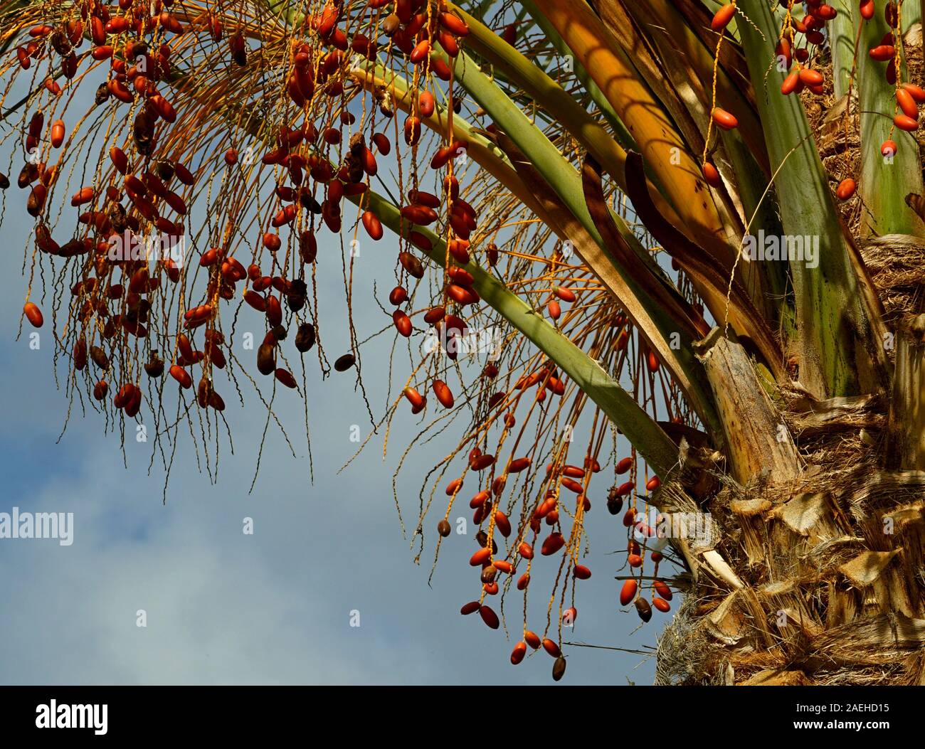 Date palm tree hi-res stock photography and images - Alamy