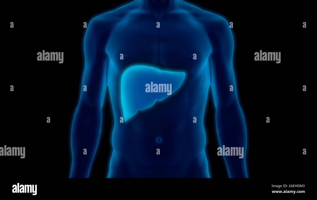 Human Internal Digestive Organ Liver Anatomy Stock Photo - Alamy