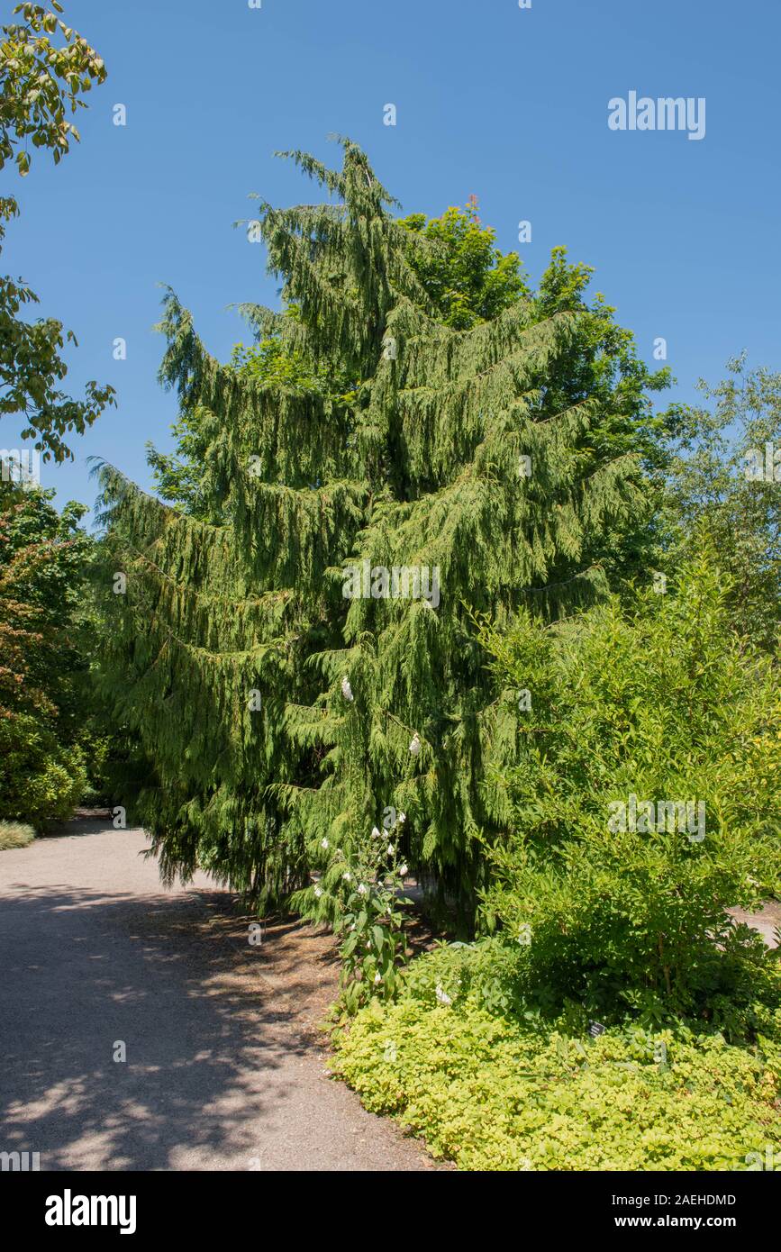 Weeping Evergreen Conifer Nootka Cypress Tree (Xanthocyparis nootkatensis 'Pendula') in a Park in Rural Devon, England, UK Stock Photo