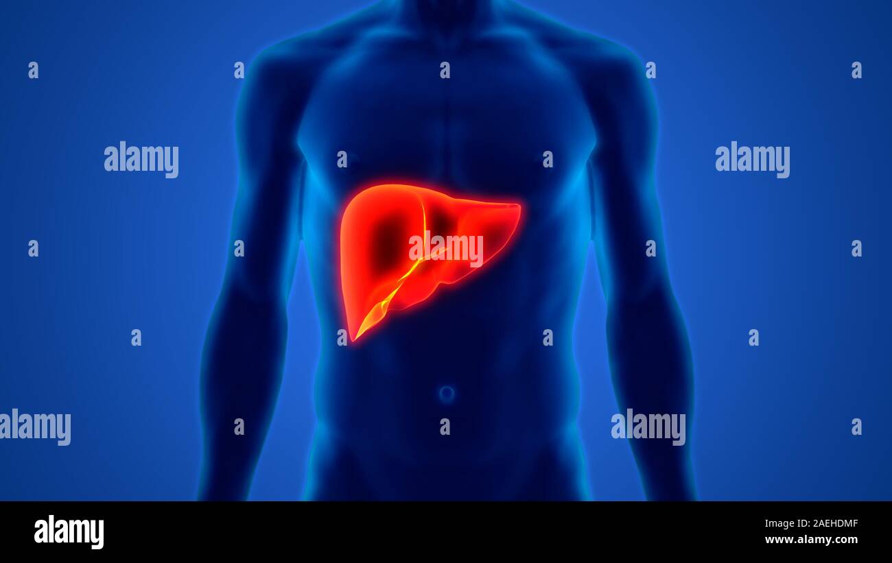 Human Internal Digestive Organ Liver Anatomy Stock Photo - Alamy