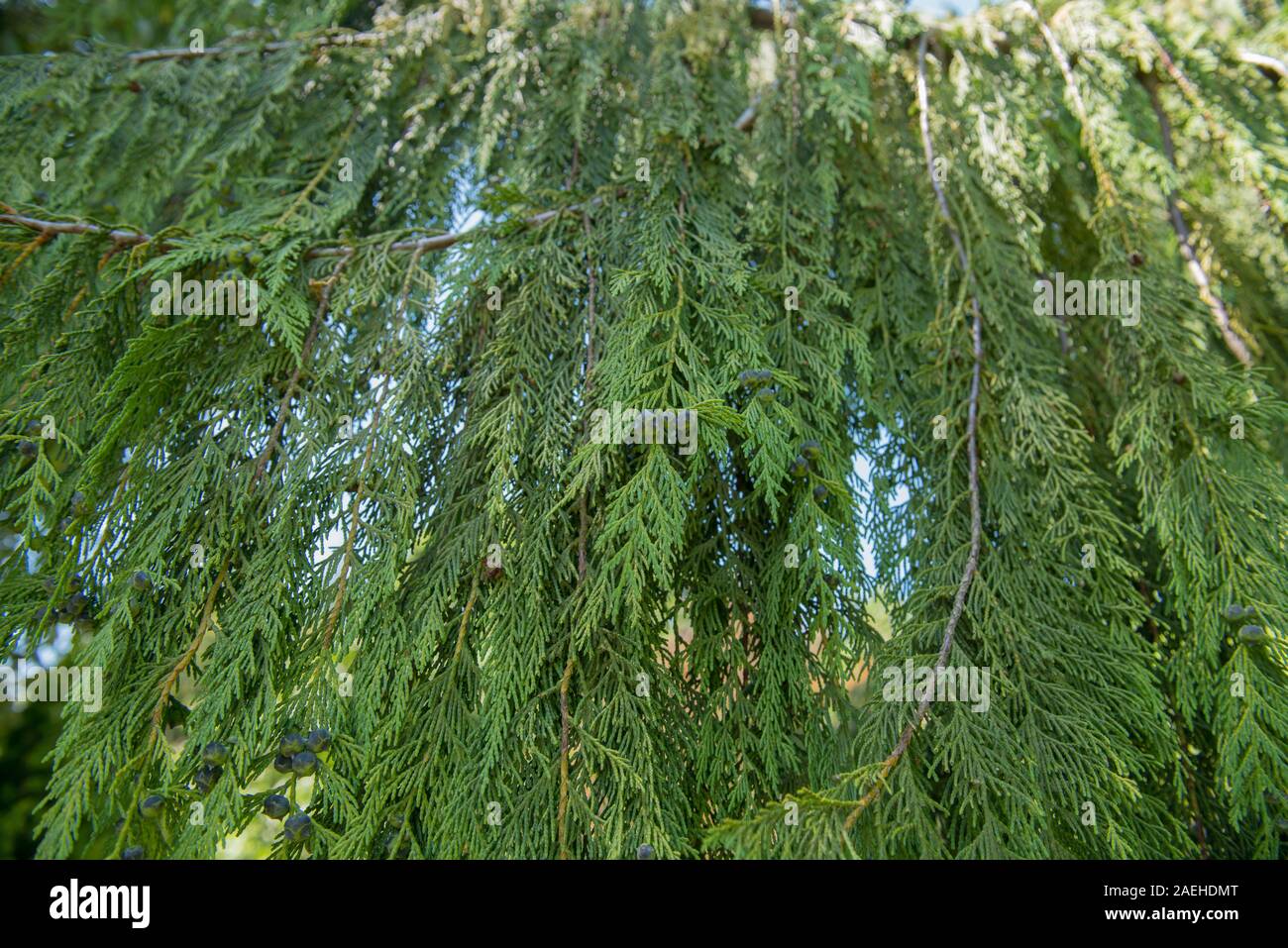 Foliage of a Weeping Evergreen Conifer Nootka Cypress Tree (Xanthocyparis nootkatensis 'Pendula') in a Park in Rural Devon, England, UK Stock Photo