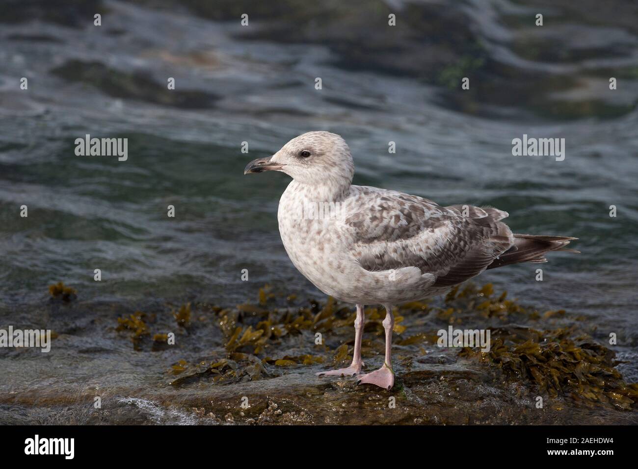 Immature herring gull uk hires stock photography and images Alamy