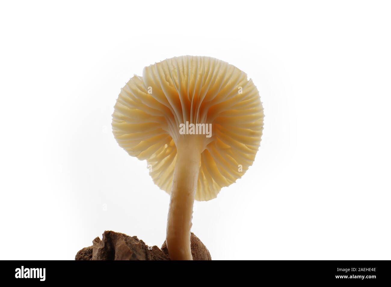 Poisonous mushroom on a white background Stock Photo