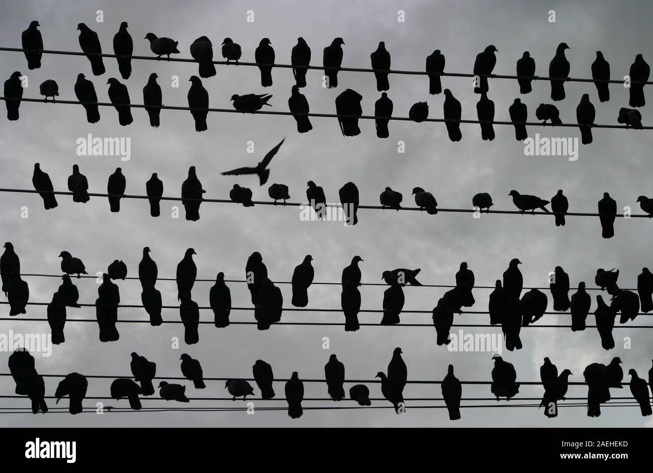 lots of black birds on wires Stock Photo