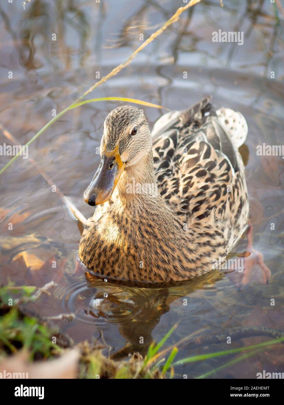 portrait of a mallard duck female in a lake Stock Photo