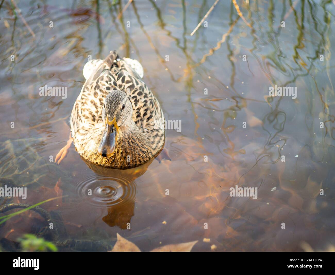 portrait of a mallard duck female in a lake Stock Photo