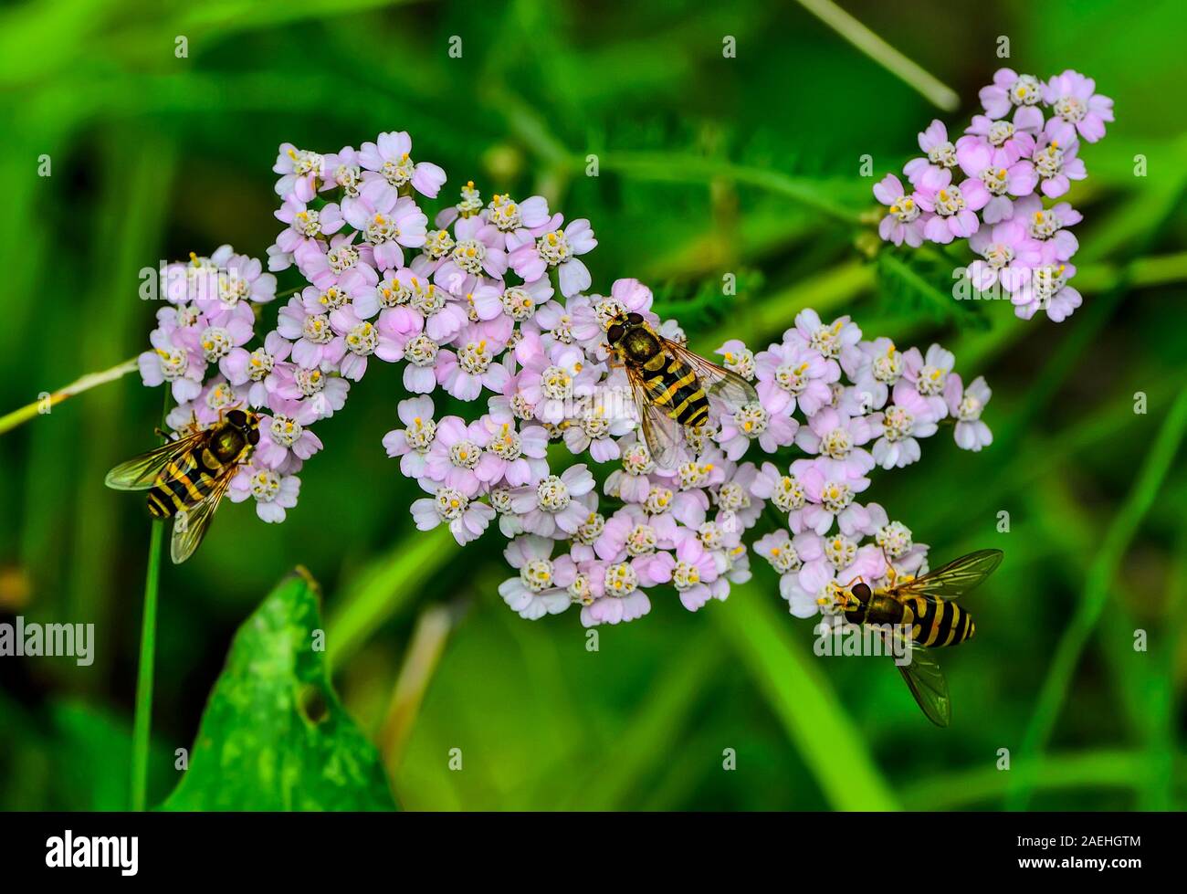 Three hoverflies or flower flies, or syrphid (Syrphidae) flies feeding nectar from blossoming pink yarrow flowers. Wasp-like flies with bright yellow- Stock Photo