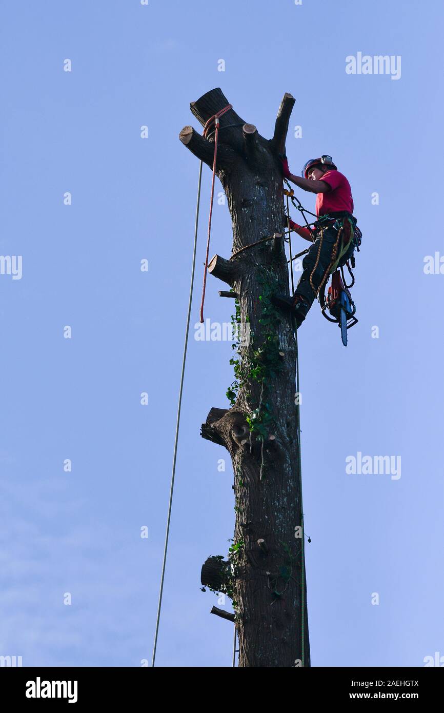 A tree surgeon at work cutting down a tree Stock Photo - Alamy