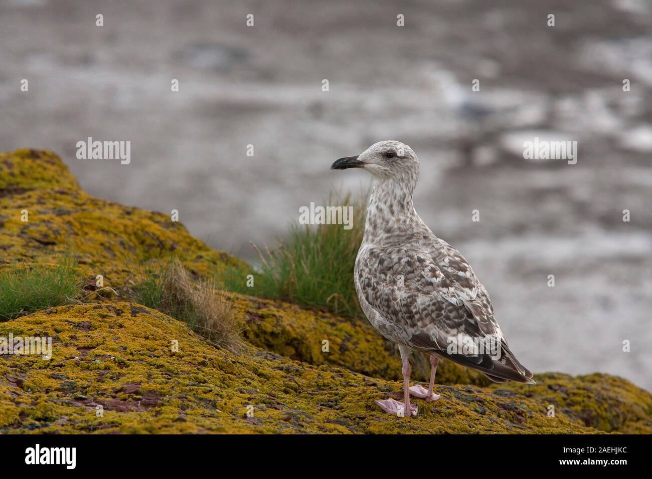 Herring Gull, Larus argentatus, Single immature standing on rock