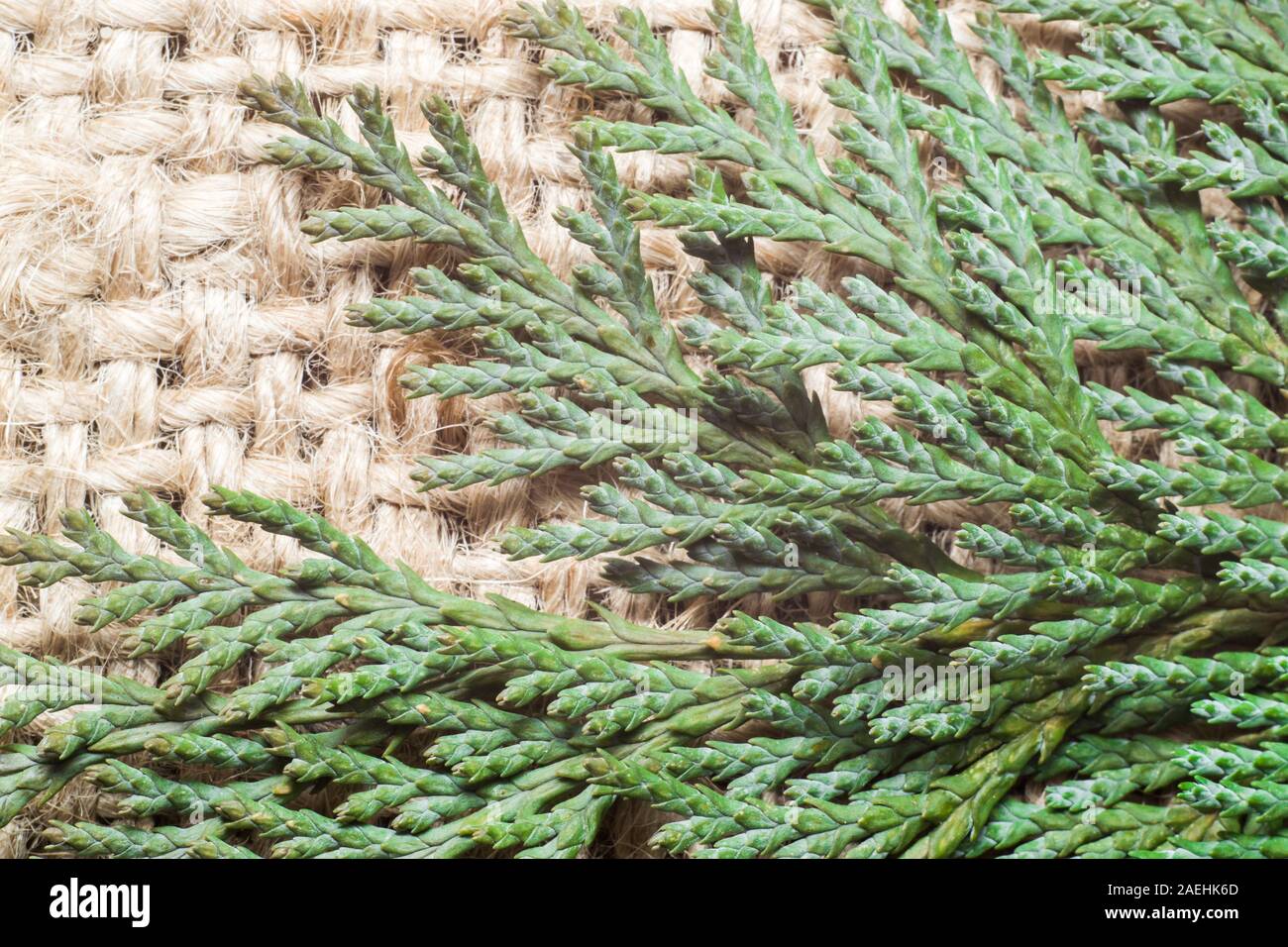Twig of thuja on woven jute background, macro Stock Photo