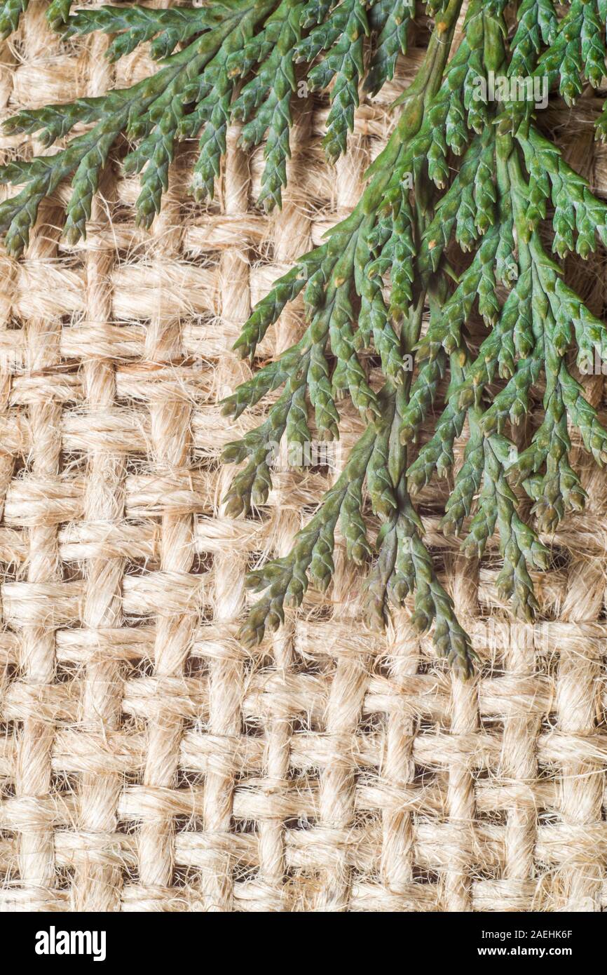Twig of thuja on woven jute background, macro Stock Photo