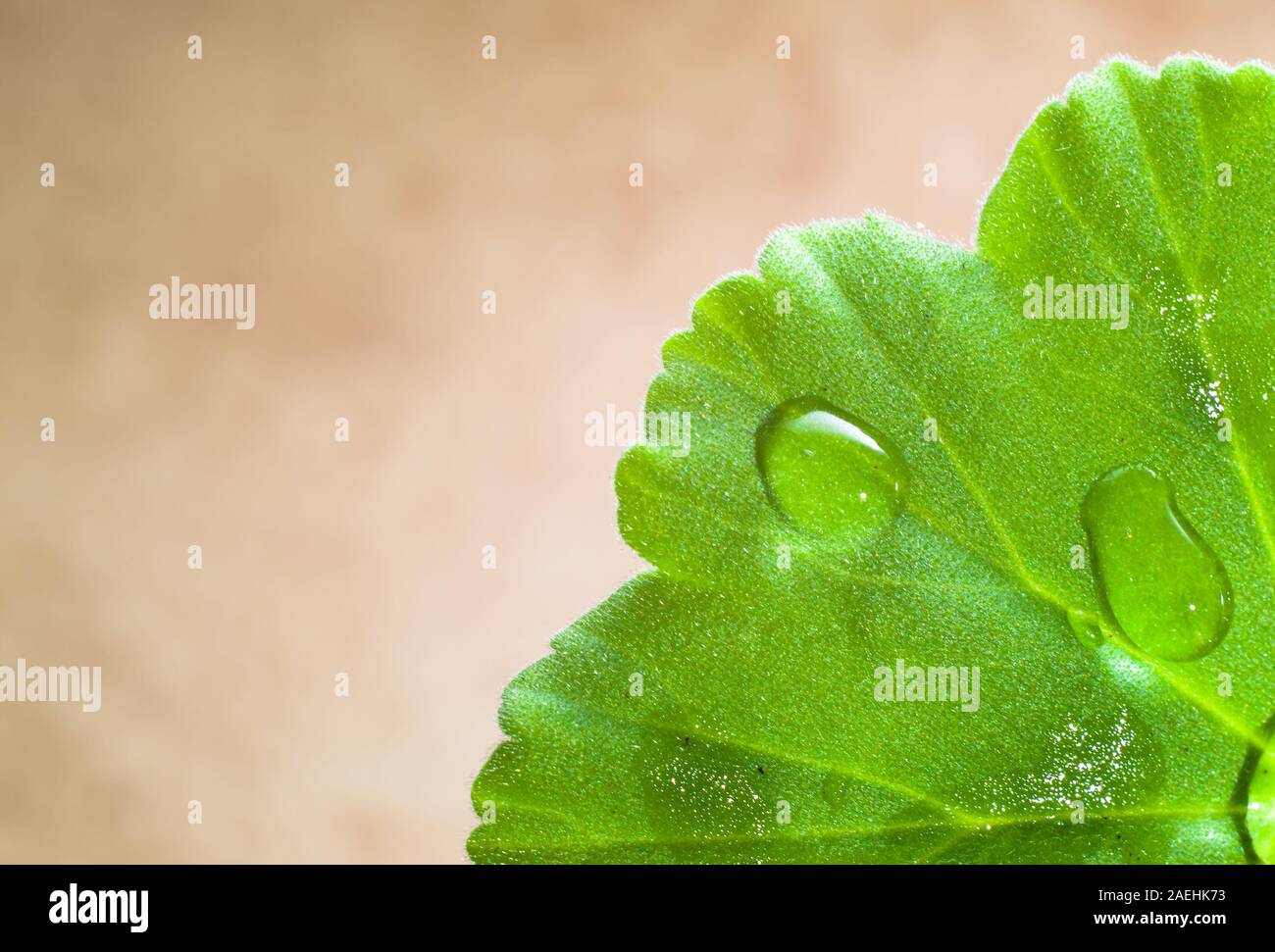 Macro of leaf texture, green background Stock Photo - Alamy