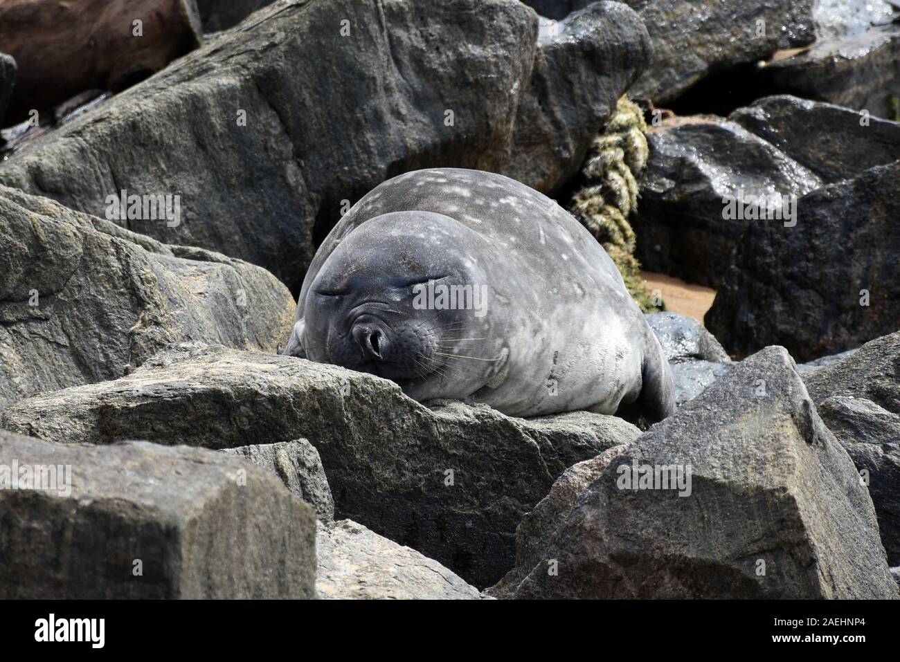 Colombo, Sri Lanka. 9th Dec 2019.  A southern elephant seal is seen in the coastal area of capital Colombo in Sri Lanka, Dec. 9, 2019. A southern elephant seal was spotted for the first time in Sri Lankan waters and has attracted many locals as it swarmed off the coast of capital Colombo searching for a place to haul, local media reports said. The seal was first spotted in the southern waters of Sri lanka, off the tourist town of Unawatuna, located about 144 km from capital Colombo in mid November. Credit: Xinhua/Alamy Live News Stock Photo