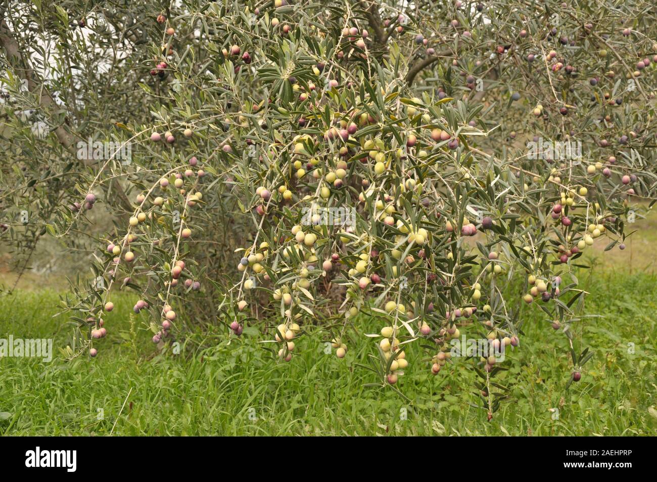 A branch of olive tree ready for harvest Stock Photo Alamy