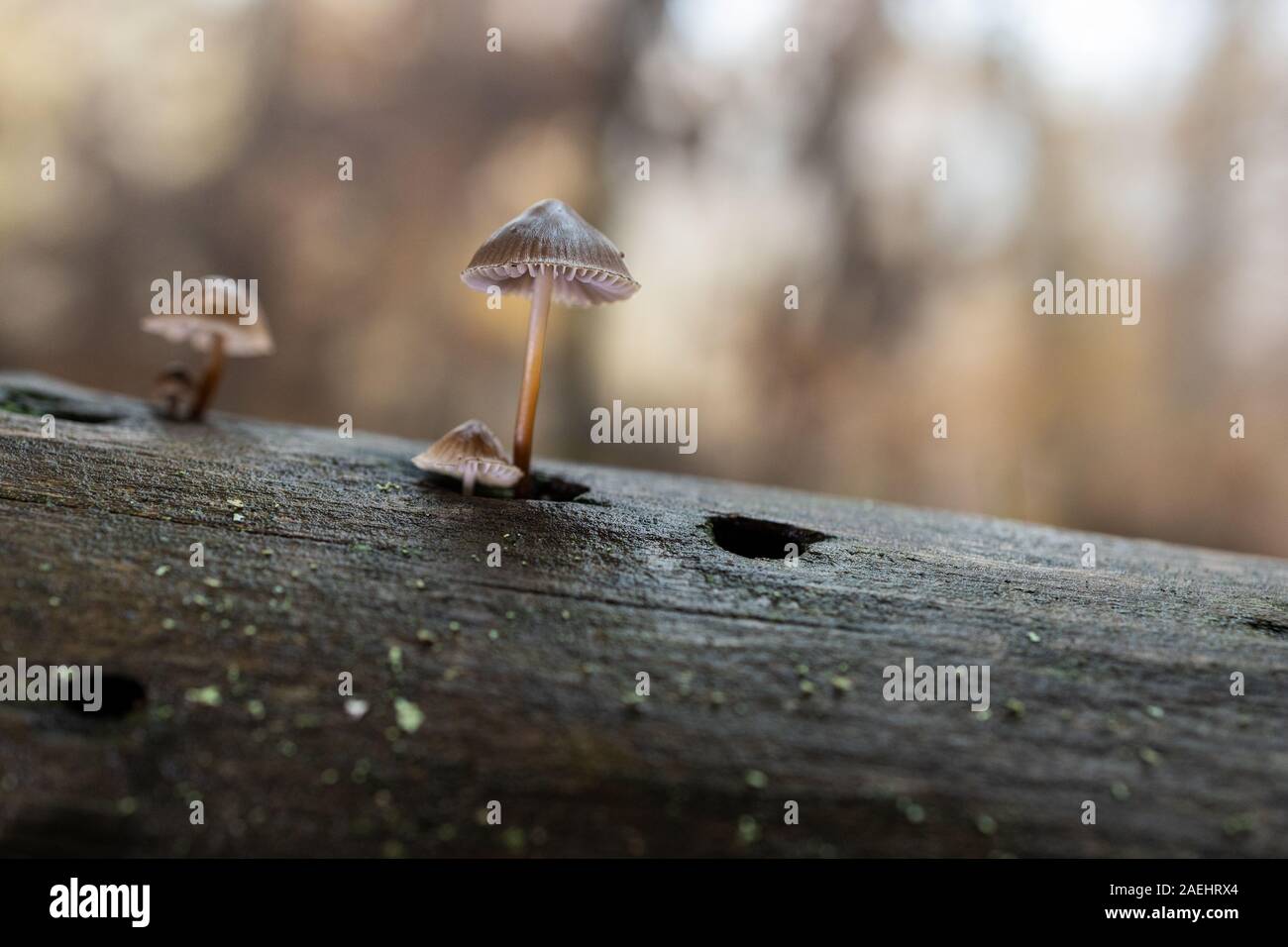 Small mushrooms in a chestnut forest. Stock Photo