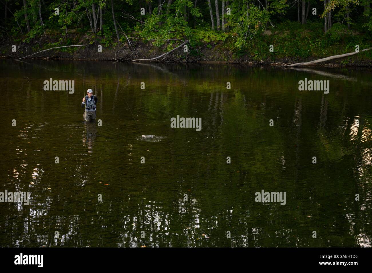 A fisherman ready to net a fish while fly fishing. Stock Photo