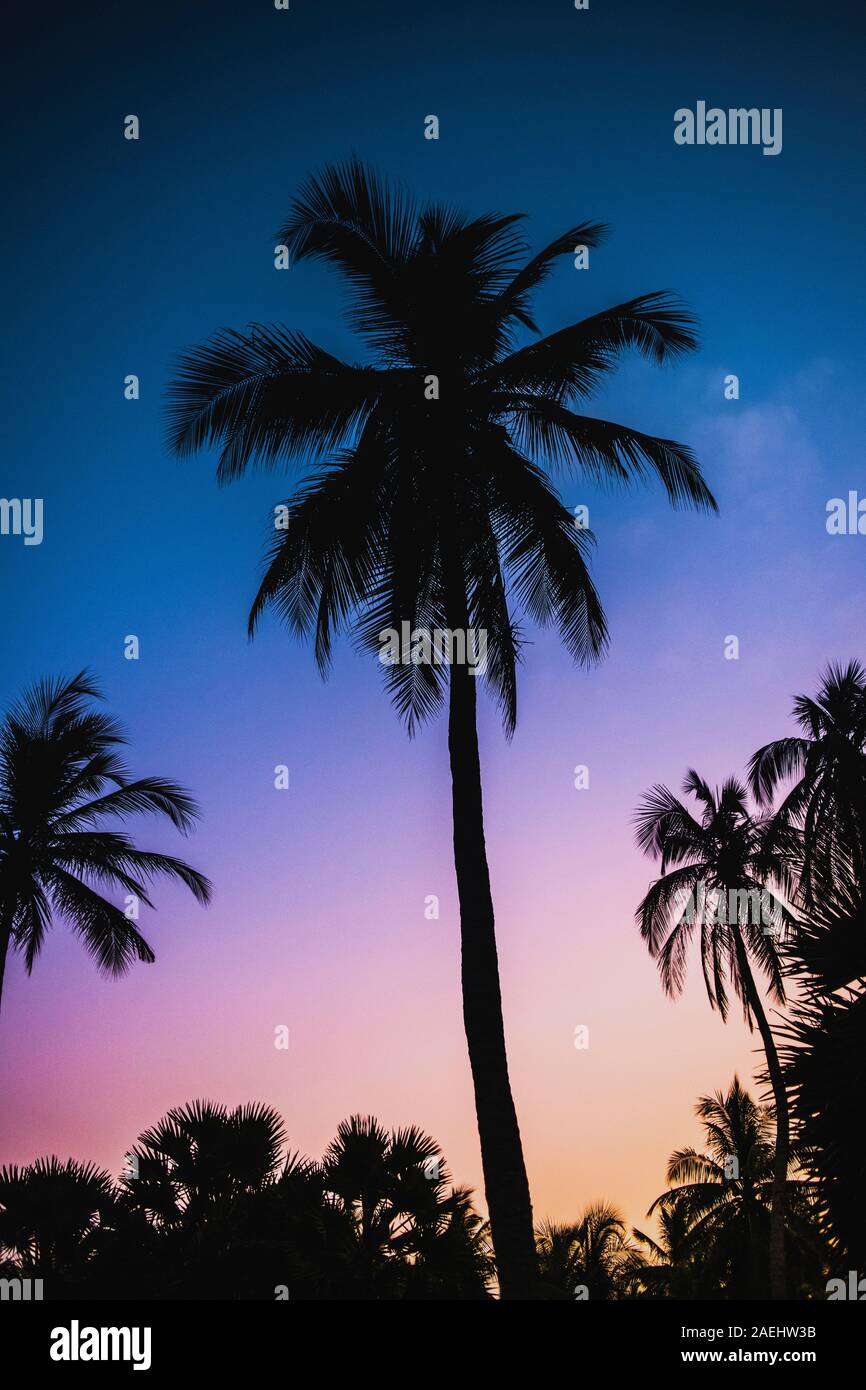 Trunks tall palm trees in hi-res stock photography and images - Alamy