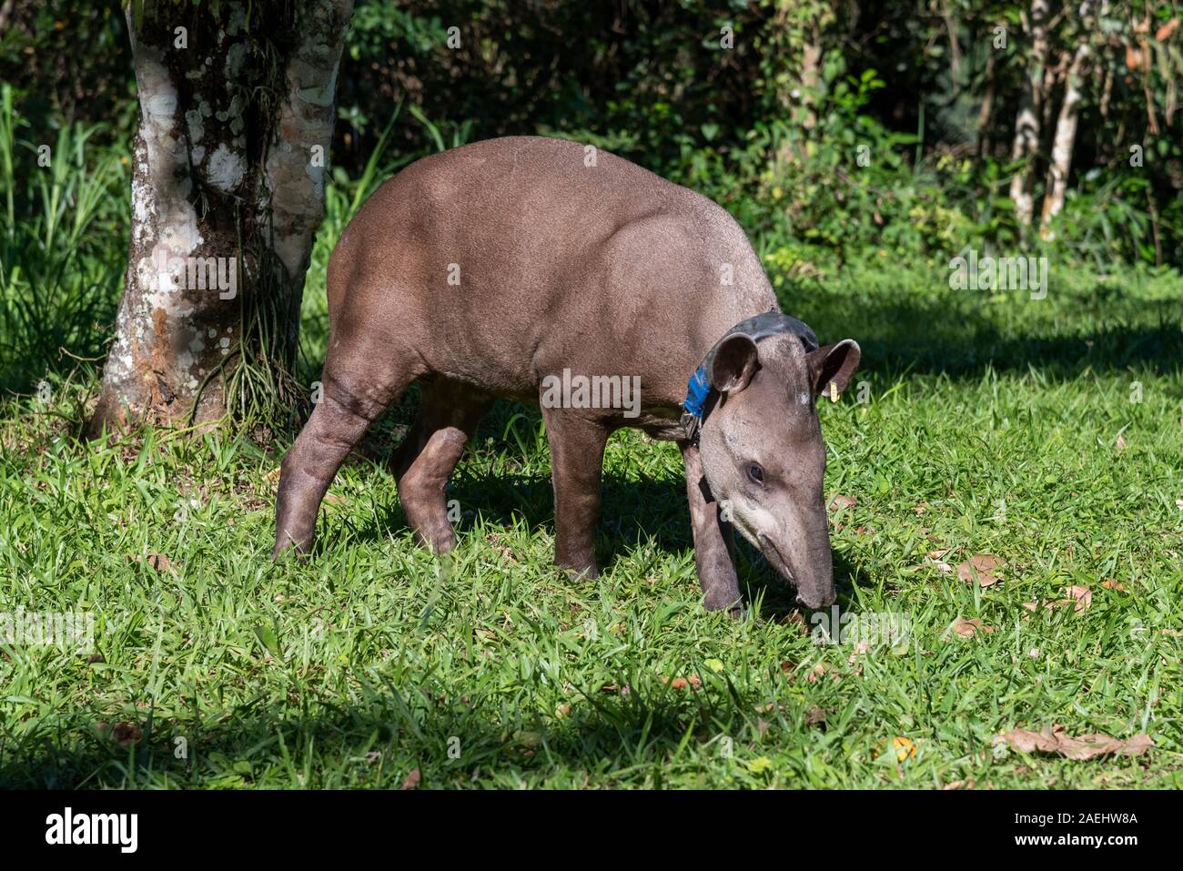 Tapir (Tapirus terrestris) with GPS tracking collar on green rainforest ...