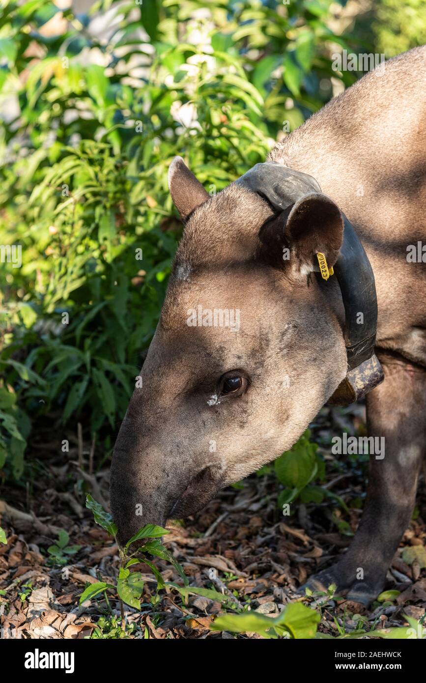Tapir (Tapirus terrestris) with GPS tracking collar on green rainforest ...
