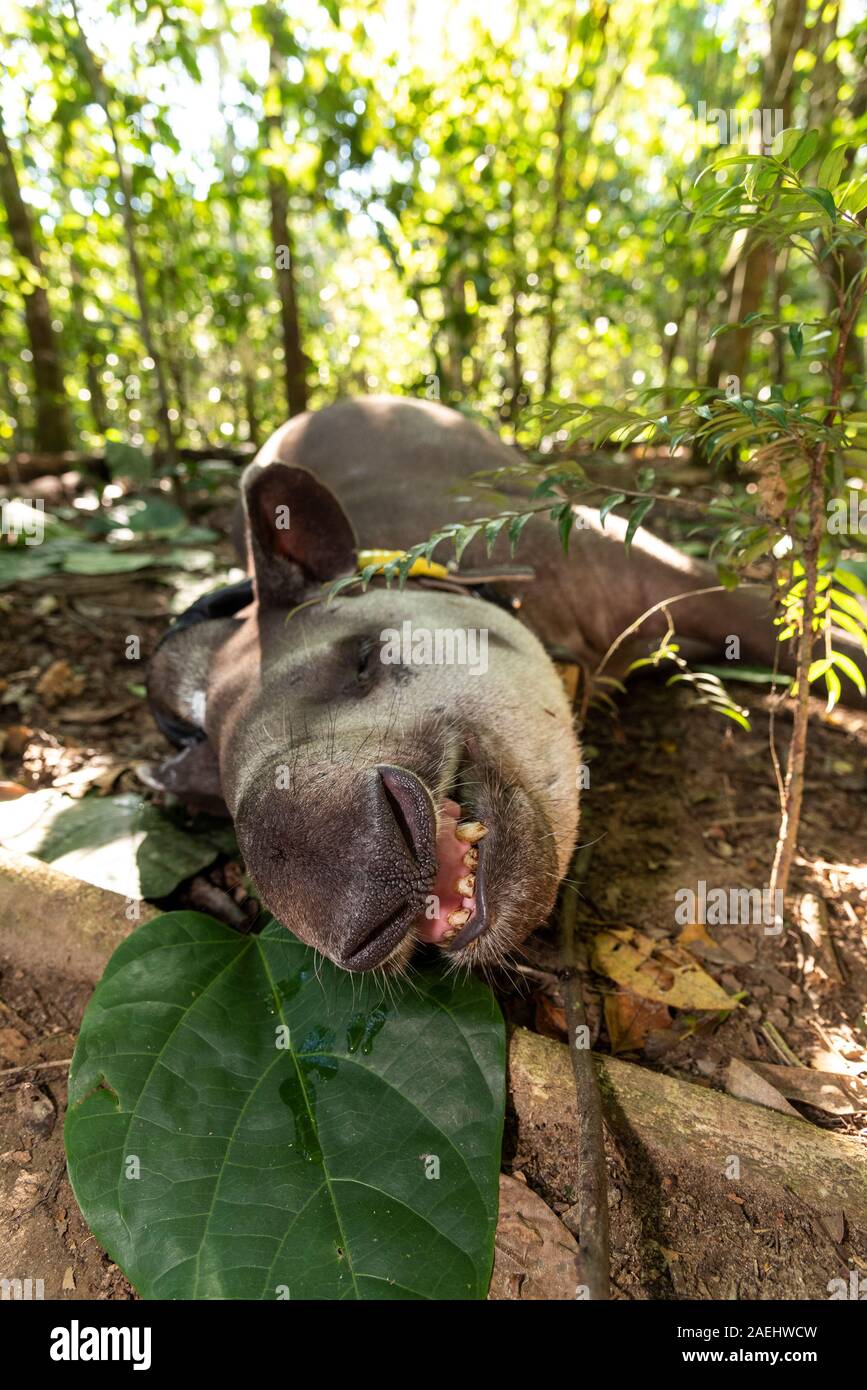 Tapir (Tapirus terrestris) with GPS tracking collar laying down and ...