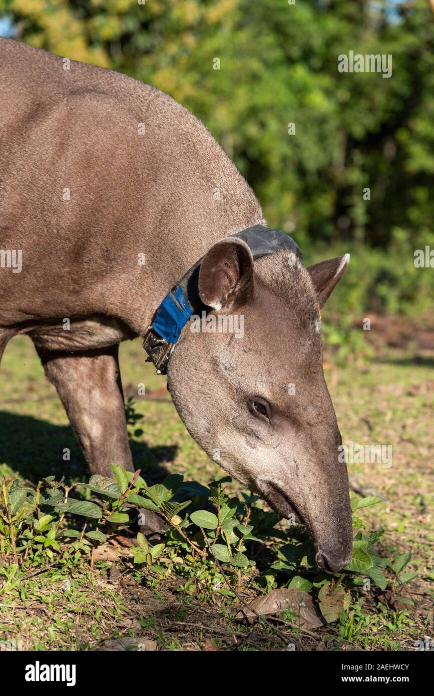 Tapir (Tapirus terrestris) with GPS tracking collar on green rainforest ...